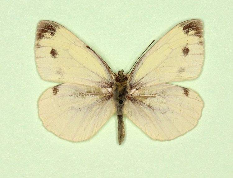Pieris napi male (aberrant form nov) (Internet Image property of respective owner, non-commercial use only)